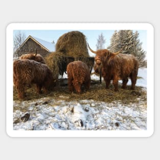 Scottish Highland Cattle Cow and Calves 1663 Sticker